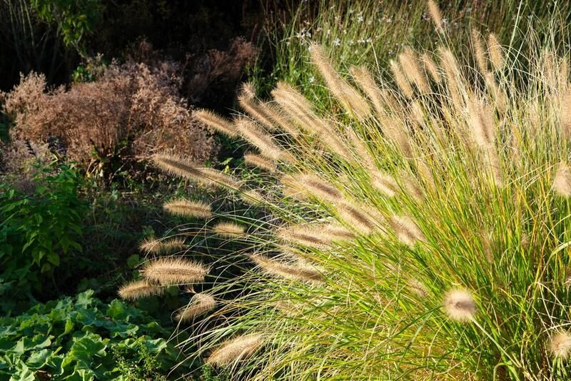 Grass Alternatives for a No Fuss Low Maintenance Yard - Shrubhub