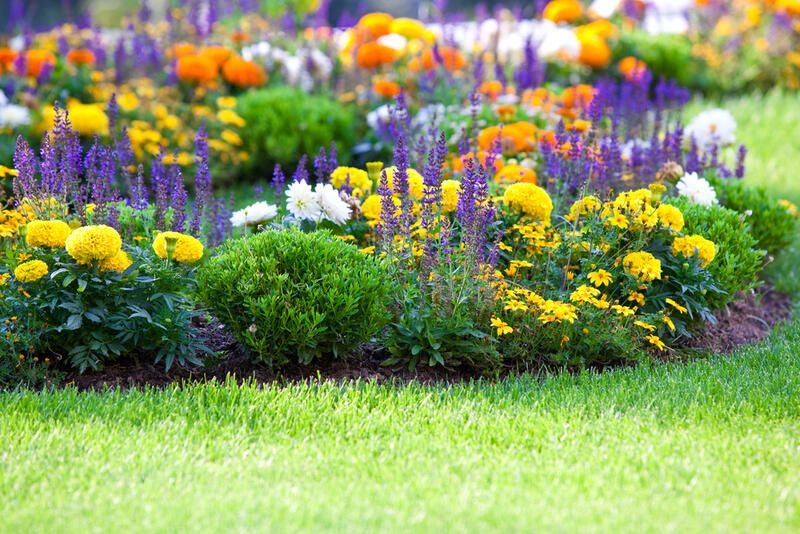 Grass Alternatives for a No Fuss Low Maintenance Yard - Shrubhub