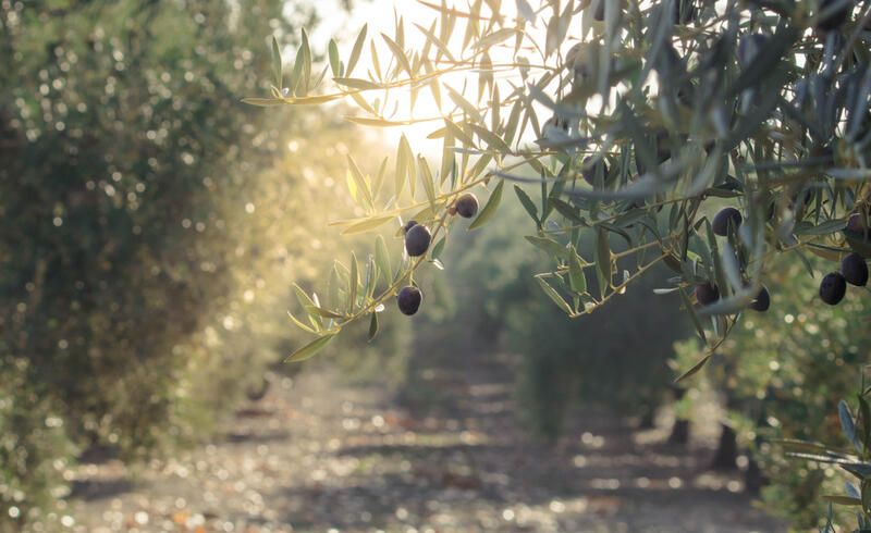 Dwarf Olive Tree Ideas to Add a Chic Touch to Your Yard - Shrubhub