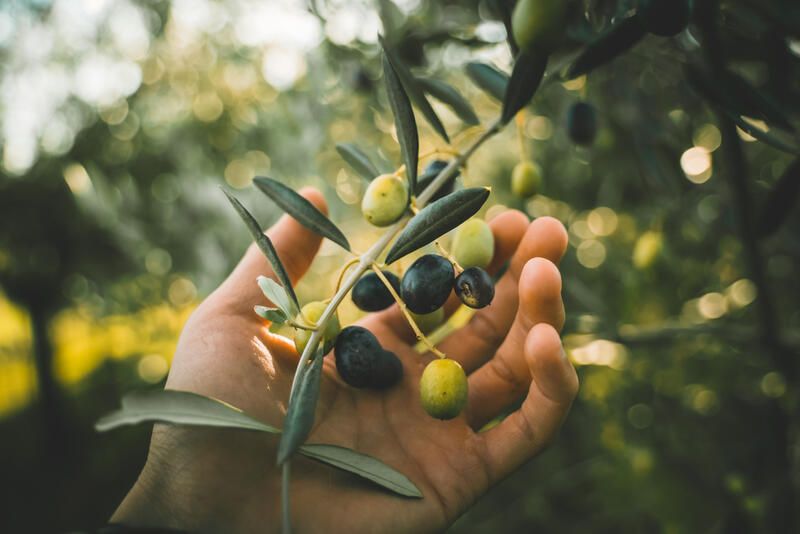 Dwarf Olive Tree Ideas to Add a Chic Touch to Your Yard - Shrubhub