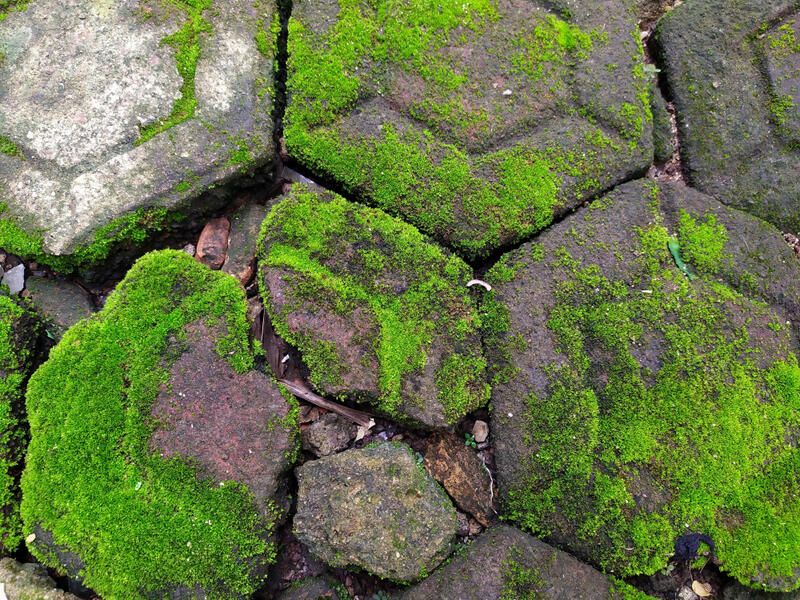 Create a Magical Garden with These Moss Landscape Design Ideas! - Shrubhub