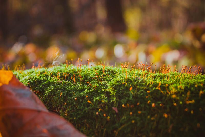 Create a Magical Garden with These Moss Landscape Design Ideas! - Shrubhub