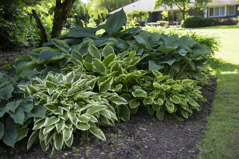 Maximize Your Yard Space with these Steep Slope Landscape Ideas - Shrubhub