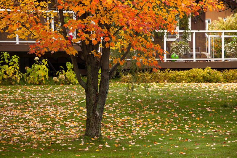 The Secret to Landscaping Around Trees - Shrubhub