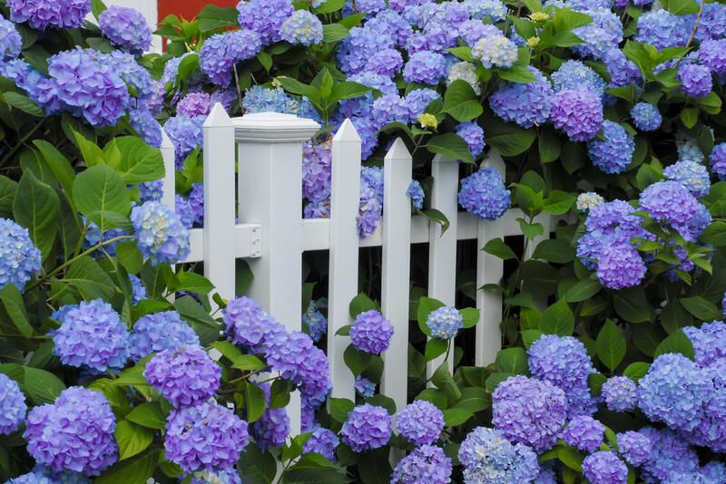 Dreamy Hydrangea Landscaping Ideas - Shrubhub