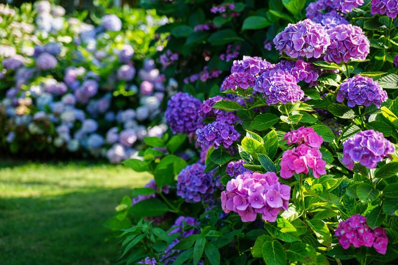 Dreamy Hydrangea Landscaping Ideas - Shrubhub