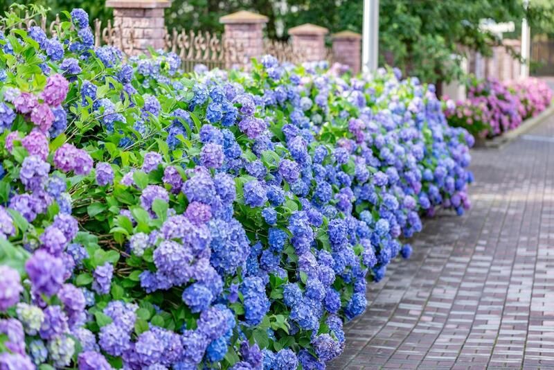 Dreamy Hydrangea Landscaping Ideas - Shrubhub