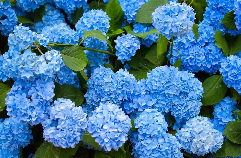 Dreamy Hydrangea Landscaping Ideas - Shrubhub