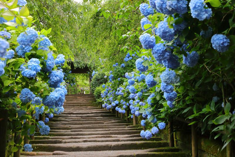 Dreamy Hydrangea Landscaping Ideas - Shrubhub