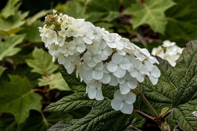 Dreamy Hydrangea Landscaping Ideas - Shrubhub