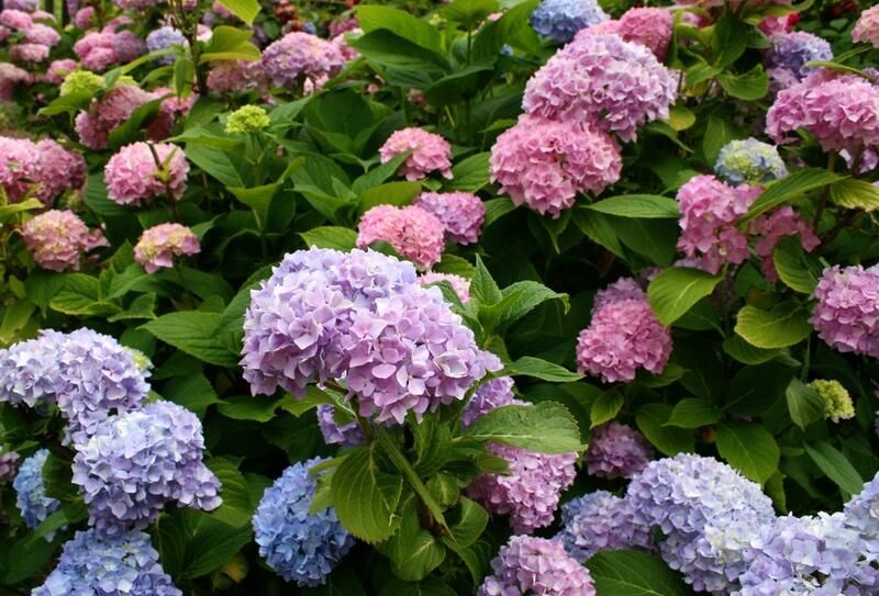 Dreamy Hydrangea Landscaping Ideas - Shrubhub