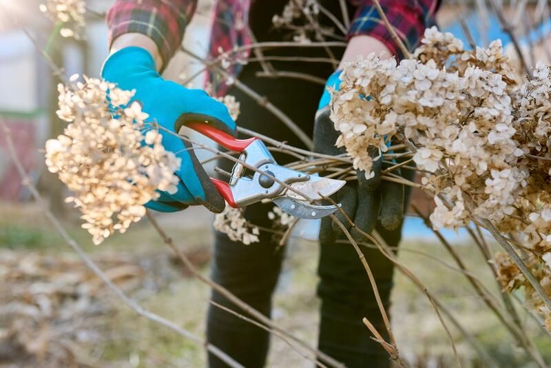 Dreamy Hydrangea Landscaping Ideas - Shrubhub