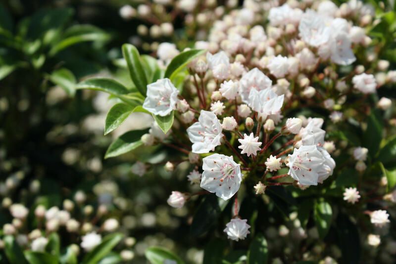 20 Stunning Flowering Shrubs For Landscape Design Purposes - Shrubhub