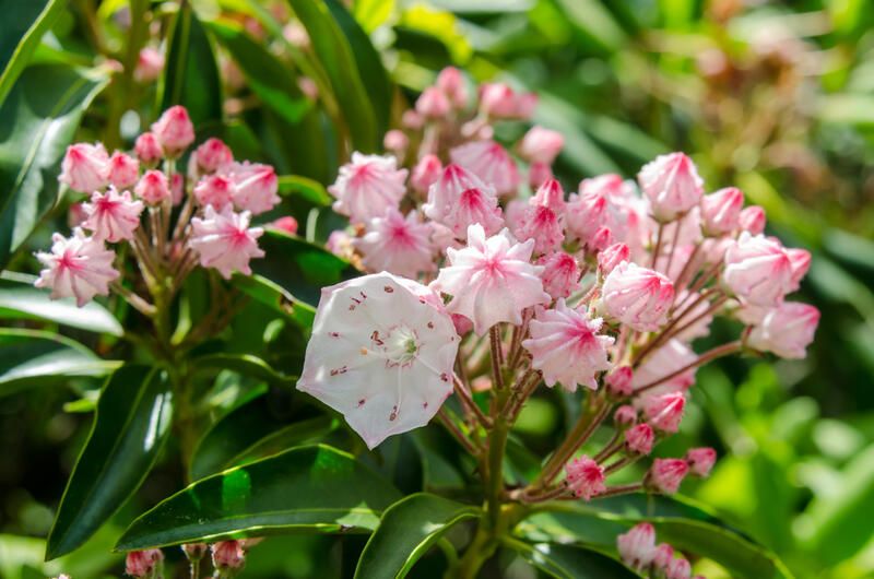 20 Stunning Flowering Shrubs For Landscape Design Purposes - Shrubhub