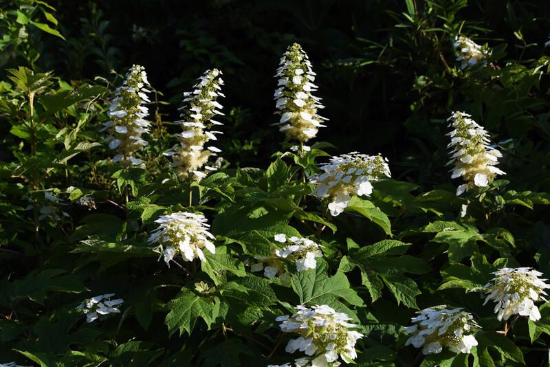 20 Stunning Flowering Shrubs For Landscape Design Purposes - Shrubhub