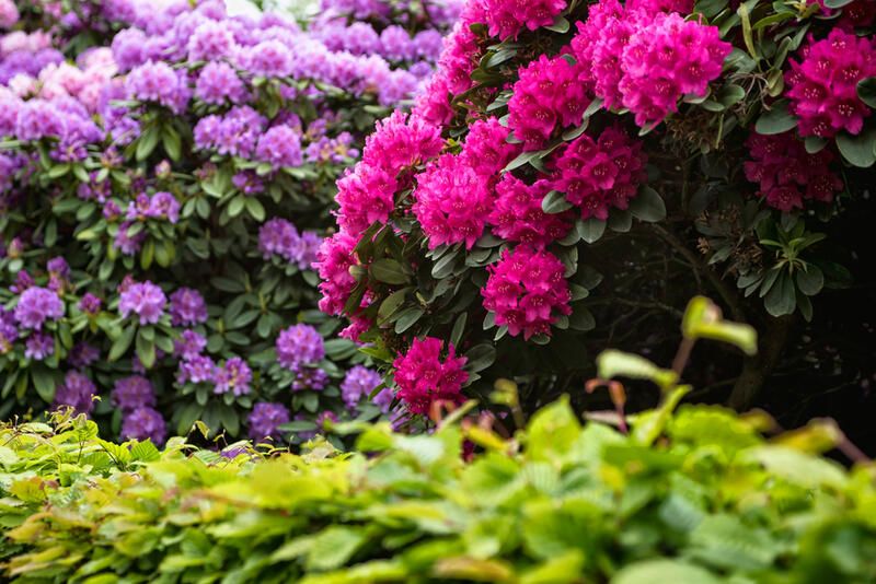 20 Stunning Flowering Shrubs For Landscape Design Purposes - Shrubhub