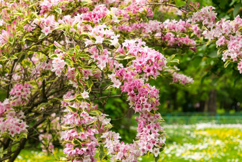 20 Stunning Flowering Shrubs For Landscape Design Purposes - Shrubhub