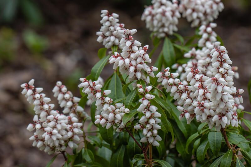 20 Stunning Flowering Shrubs For Landscape Design Purposes - Shrubhub