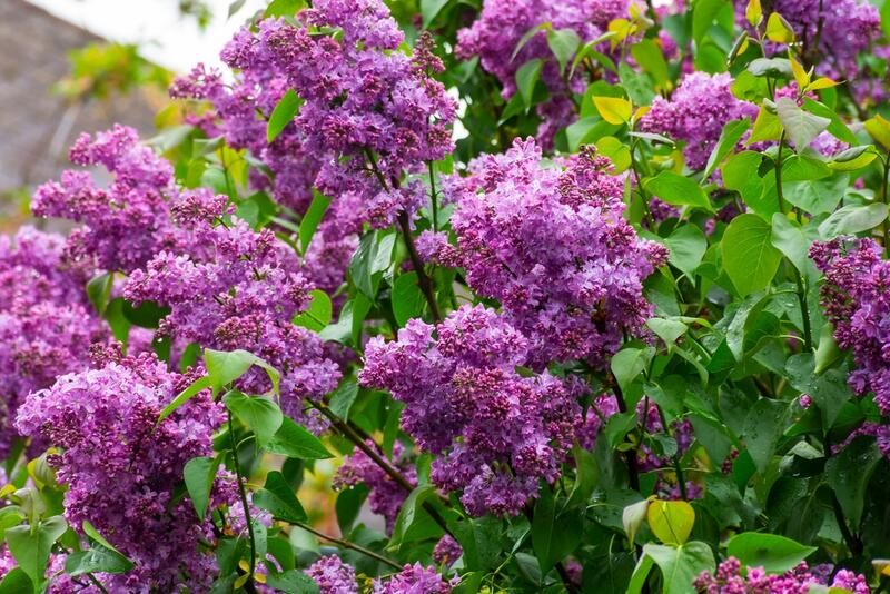 20 Stunning Flowering Shrubs For Landscape Design Purposes - Shrubhub