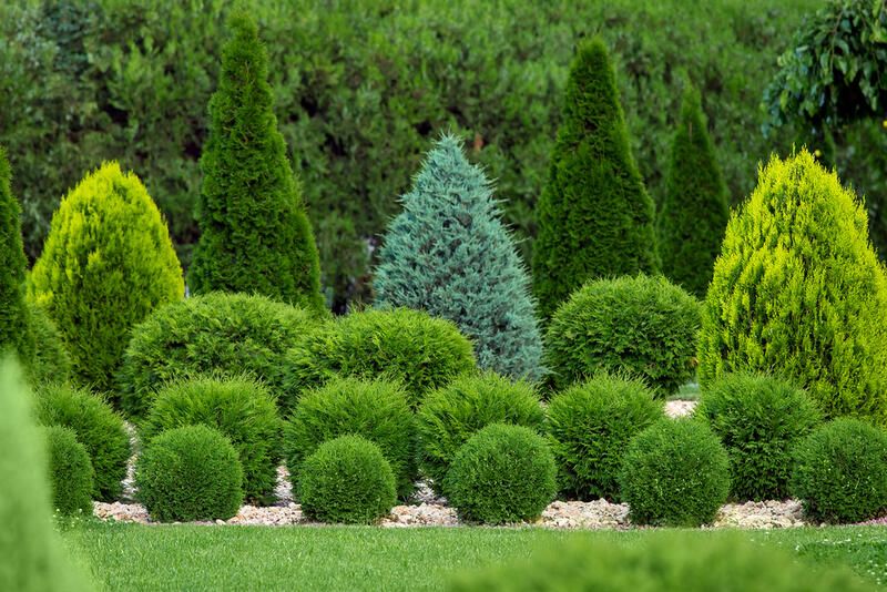 19 Arborvitae Landscaping Ideas: How To Use Arborvitae Trees To Improve Your Yard Design - Shrubhub