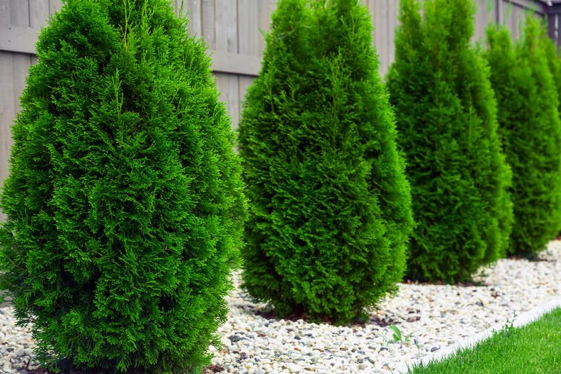 19 Arborvitae Landscaping Ideas: How To Use Arborvitae Trees To Improve Your Yard Design - Shrubhub