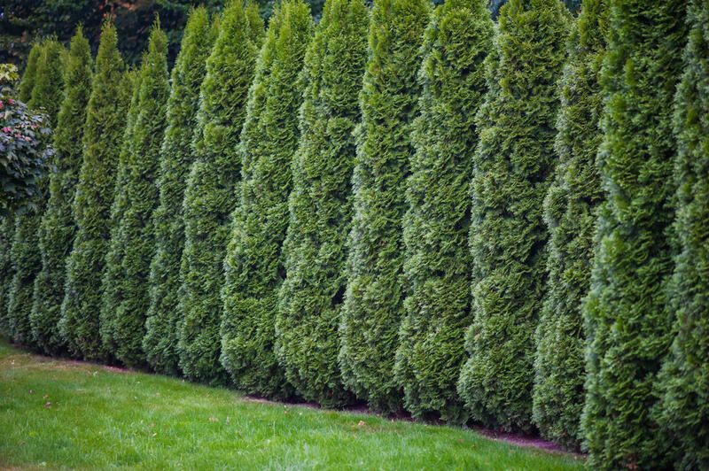 19 Arborvitae Landscaping Ideas: How To Use Arborvitae Trees To Improve Your Yard Design - Shrubhub