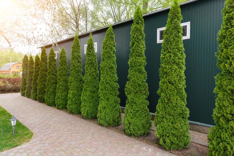 19 Arborvitae Landscaping Ideas: How To Use Arborvitae Trees To Improve Your Yard Design - Shrubhub