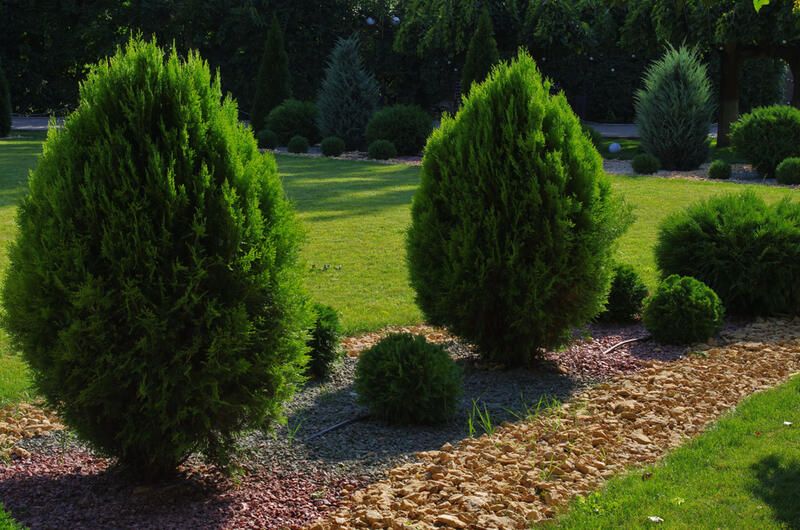 19 Arborvitae Landscaping Ideas: How To Use Arborvitae Trees To Improve Your Yard Design - Shrubhub
