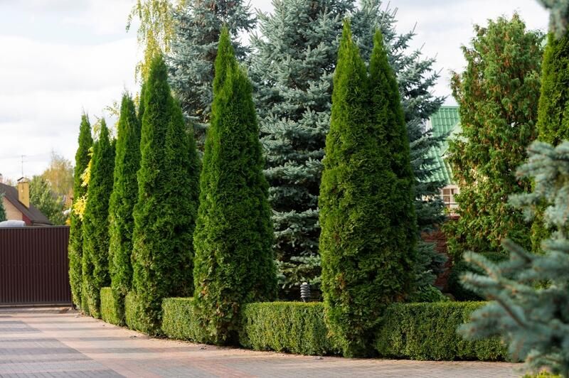 19 Arborvitae Landscaping Ideas: How To Use Arborvitae Trees To Improve Your Yard Design - Shrubhub