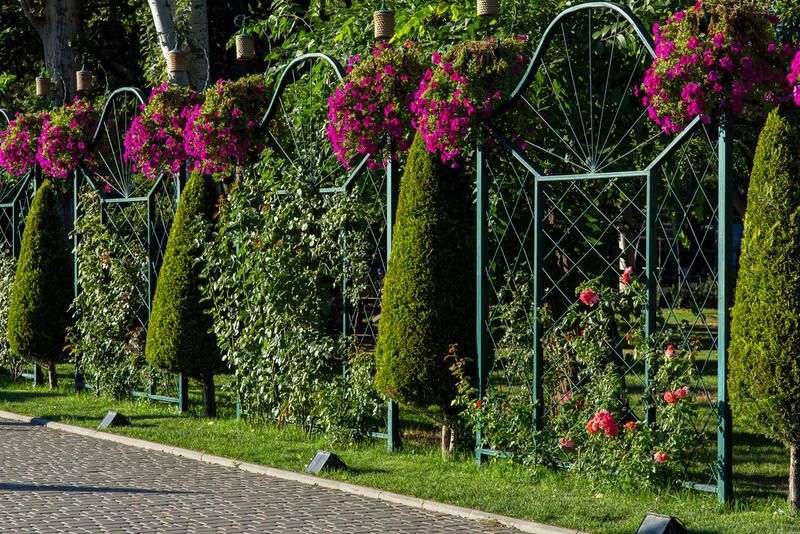 19 Arborvitae Landscaping Ideas: How To Use Arborvitae Trees To Improve Your Yard Design - Shrubhub