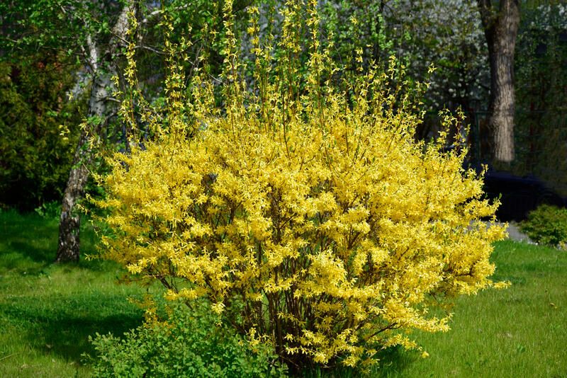 15 Small Bushes For Landscaping That Can Add Color To Any Yard - Shrubhub