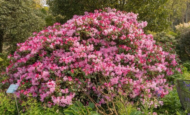 15 Small Bushes For Landscaping That Can Add Color To Any Yard - Shrubhub