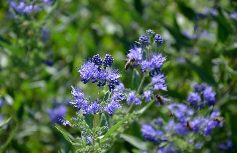 15 Small Bushes For Landscaping That Can Add Color To Any Yard - Shrubhub