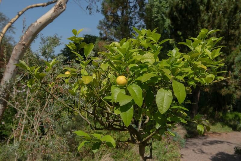 15 Small Bushes For Landscaping That Can Add Color To Any Yard - Shrubhub