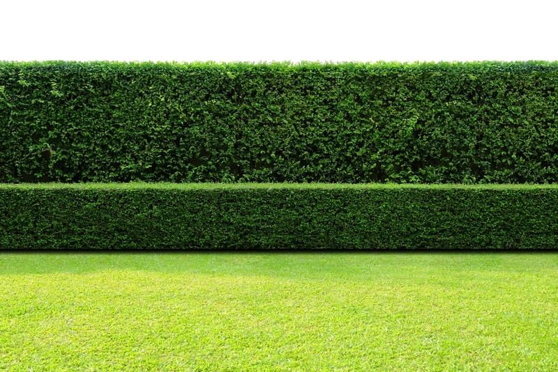 Create Your Personal Oasis with These Privacy Landscaping Ideas - Shrubhub