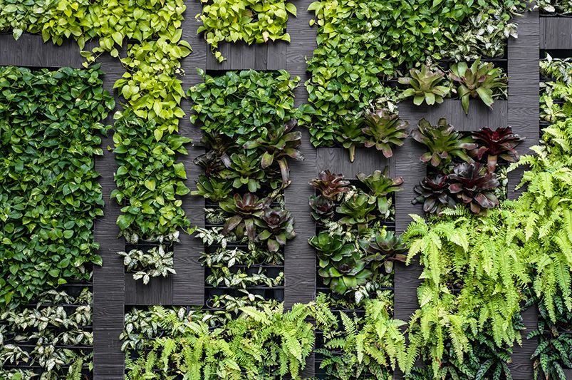 11 Inventive Yard Design Ideas To Add Privacy To Your Yard Or Patio - Shrubhub