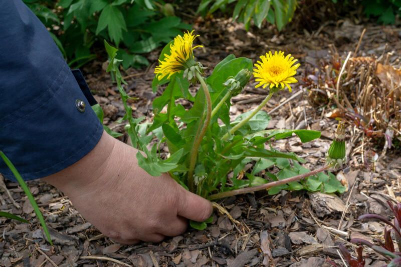 How to Use Landscape Fabric in Your Garden- 6 Easy Steps - Shrubhub