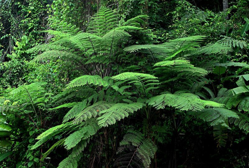 Jungle Garden Ideas- How to Create a Lush Escape - Shrubhub