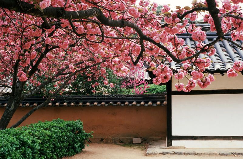 A Guide to Korean Landscaping - Shrubhub