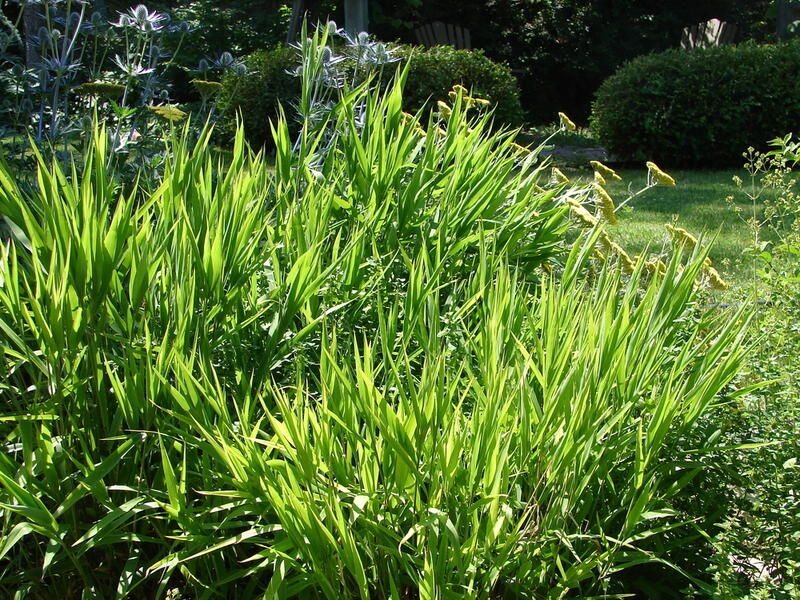Get The Perfect Garden Texture With Decorative Grasses - Shrubhub
