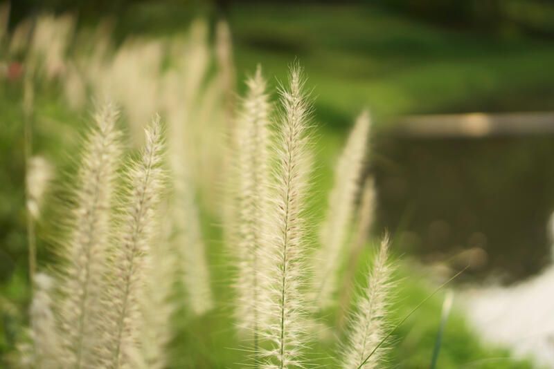 Get The Perfect Garden Texture With Decorative Grasses - Shrubhub