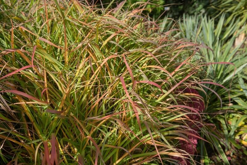 Get The Perfect Garden Texture With Decorative Grasses - Shrubhub