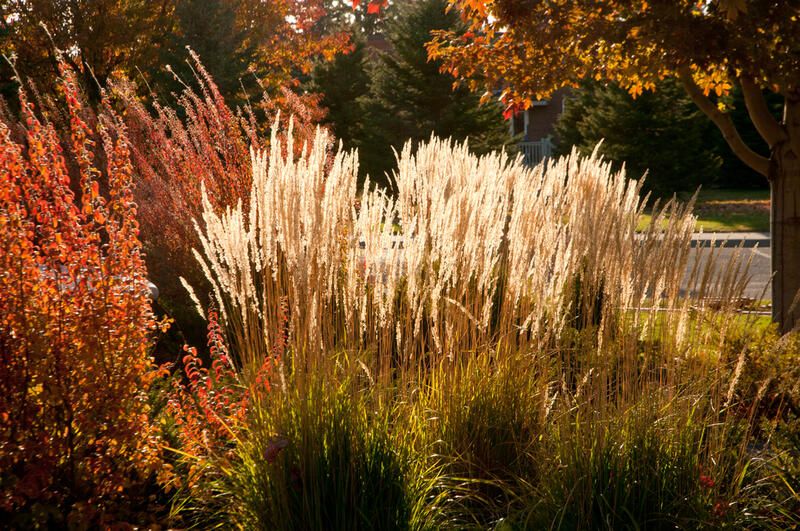 Get The Perfect Garden Texture With Decorative Grasses - Shrubhub