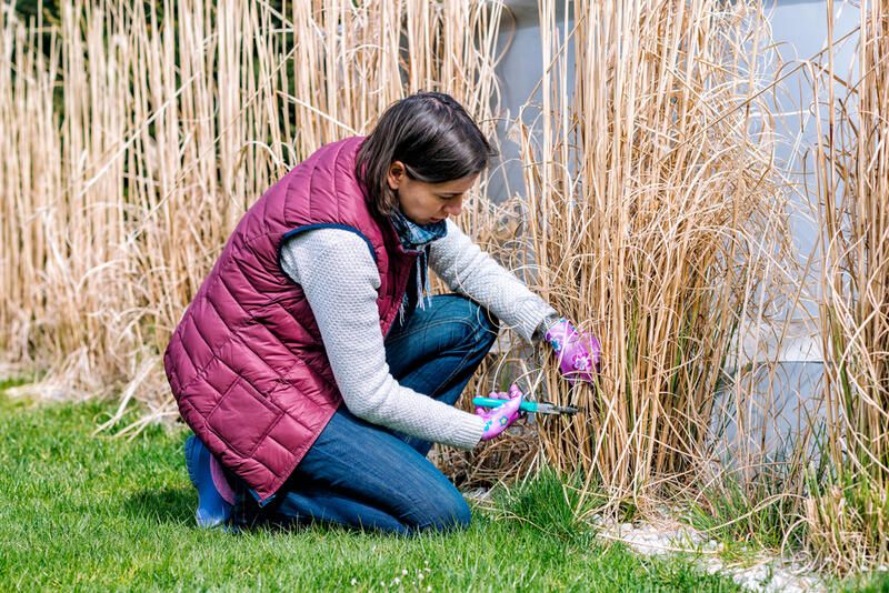 Get The Perfect Garden Texture With Decorative Grasses - Shrubhub