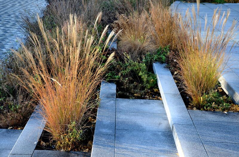 Get The Perfect Garden Texture With Decorative Grasses - Shrubhub