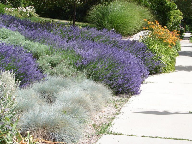 Get The Perfect Garden Texture With Decorative Grasses - Shrubhub