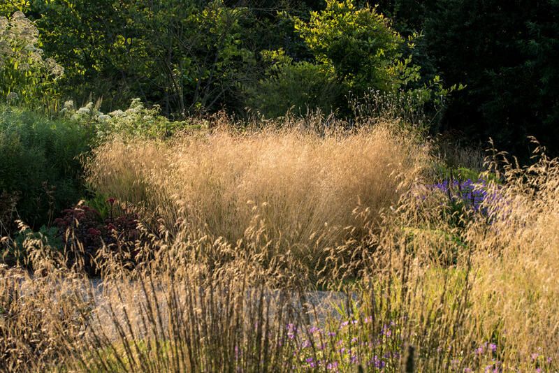 Get The Perfect Garden Texture With Decorative Grasses - Shrubhub