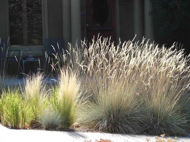 Get The Perfect Garden Texture With Decorative Grasses - Shrubhub