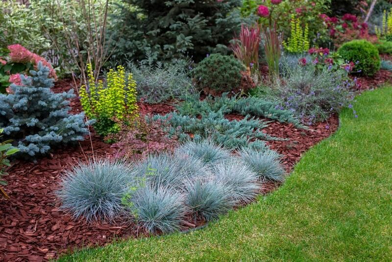 Get The Perfect Garden Texture With Decorative Grasses - Shrubhub