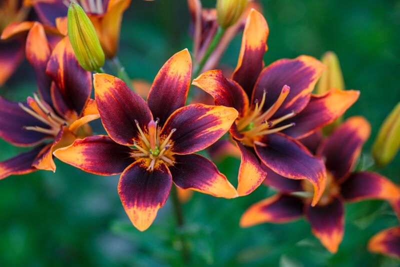 15 Best Hacks For Landscaping With Hostas And Daylilies - Shrubhub